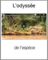 L’odyssée de l’espèce